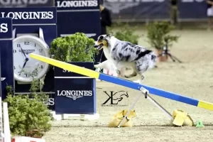 Kelli-Miller-Encinitas-Charity-Woof-Cup-Real-Estate