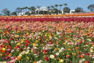 Kelli-Miller-Encinitas-Realtor-The-Flower-Fields-at-Carlsbad-Ranch