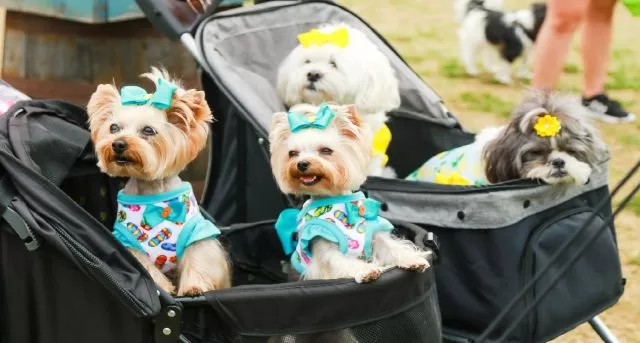 Kelli-Miller-Encinitas-Cardiff-Dog-Days-o-Summer-Luxury-Real-Estate