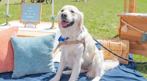 Kelli-Miller-Encinitas-Realtor-Cardiff-Dog-Days-of-Summer-Summer-Kickoff-Pop-Up-Luxury-Real-Estate-
