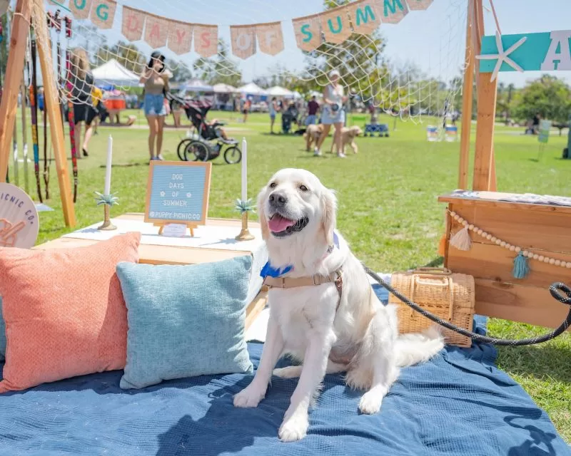 Kelli-Miller-Encinitas-Realtor-Cardiff-Dog-Days-of-Summer-Summer-Kickoff-Pop-Up-Luxury-Real-Estate.