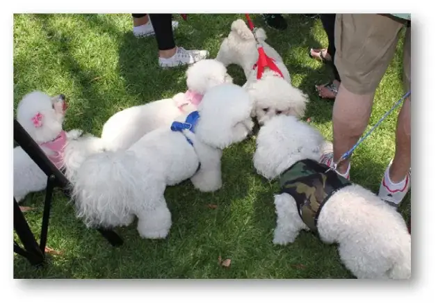 Kelli-Miller-Encinitas-Realtor-2025-Bichon-Bash-Luxury-Real-Estate