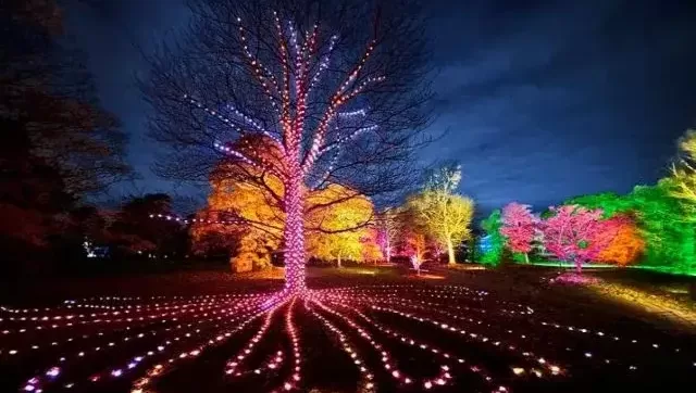 Kelli-Miller-Encinitas-Realtor-Encinitas-Lightscape-at-San-Diego-Botanic-Garden-An-Enchanting-Evening-Luxury-Real-Estate