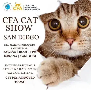 Kelli-Miller-Encinitas-Realtor-San-Diego-Cat-Show-at-Del-Mar-Fairgrounds-Luxury-Real-Estate
