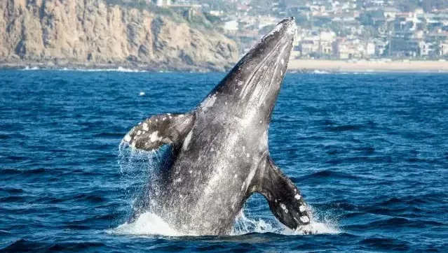 Kelli-Miller-Encinitas-Realtor-Whale-Watching-Season-Guided-Nature-Tours-Luxury-Real-Estate