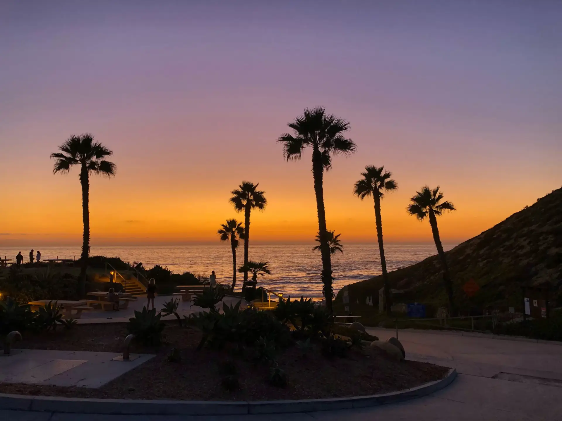 Palm trees above Fletcher Cove in Solana Beach at sunset.